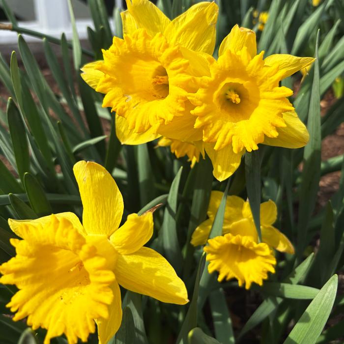 Daffodils_SPRING